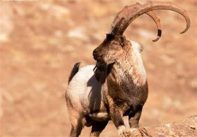 اخبار استان همدان , اخبار ملایر , 