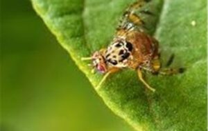 هشدار درباره افزایش مگس مدیترانه‌ای در باغات یزد