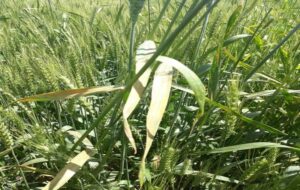 هشدار زنگ زرد در گندمزارهای گلستان؛ پیش بینی تولید یک میلیون تن‌گندم