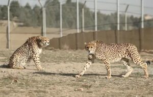 پایش شبانه‌روزی کریدور میامی برای جلوگیری از تصادف یوز آسیایی