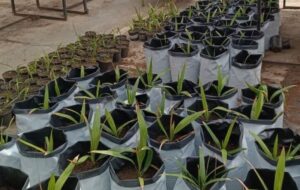 پرداخت 30 درصد بهای محصولات کشاورزی در قالب کیف پول بانک کشاورزی