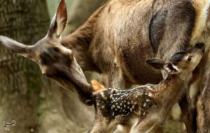 پرور میزبان سرشماری مرال؛ حرکت تازه برای پاسداشت گوزن سرخ