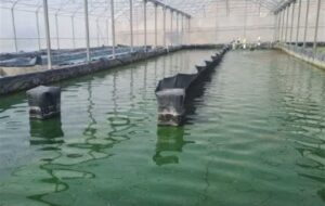 پرورش جلبک اسپیرولینا در سواحل بوشهر/20 تن جلبک وارد چرخه تولید شد