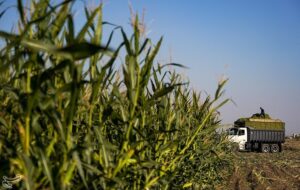 پیش‌بینی برداشت 14000 تن علوفه از اراضی کم‌آب لرستان