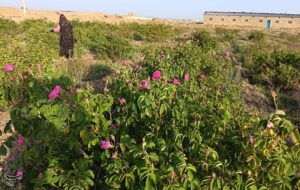 پیش‌بینی برداشت 150 تن گل محمدی در گناباد