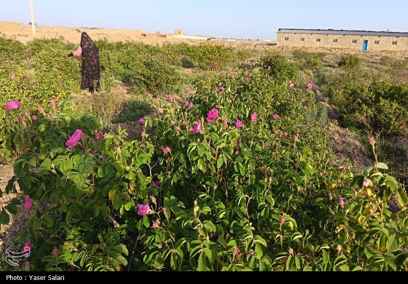 اخبار گناباد , کشاورزی , خراسان رضوی , اخبار استان خراسان رضوی , 