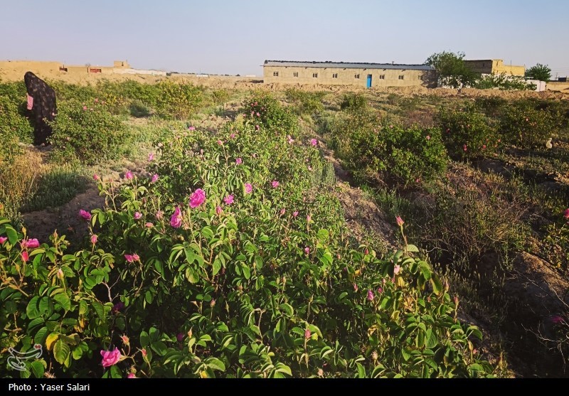 اخبار گناباد , کشاورزی , خراسان رضوی , اخبار استان خراسان رضوی , 