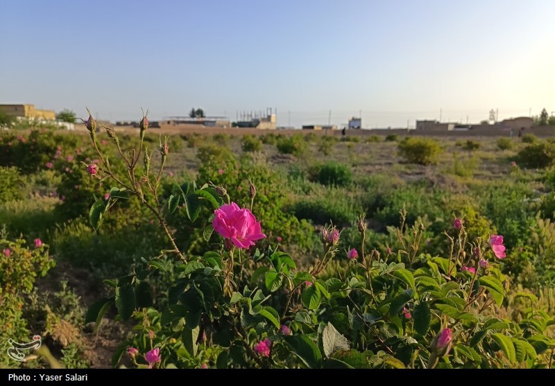 اخبار گناباد , کشاورزی , خراسان رضوی , اخبار استان خراسان رضوی , 