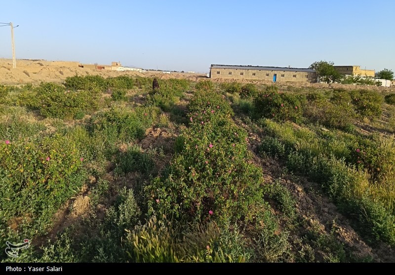 اخبار گناباد , کشاورزی , خراسان رضوی , اخبار استان خراسان رضوی , 