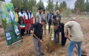 کاشت 1500 اصله نهال در 12 شهرستان خراسان جنوبی+ عکس