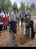 کاشت 1500 اصله نهال در 12 شهرستان خراسان جنوبی+ عکس