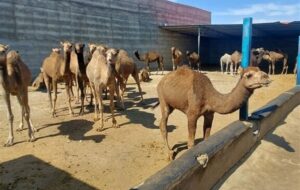 گزارش|جهش شترداری در شاهرود؛ استفاده بهینه از اقلیم خشک و مراتع فقیر