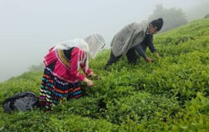 استحصال 7300 تن چای خشک از برگ سبز خریداری‌ شده در گیلان و مازندران