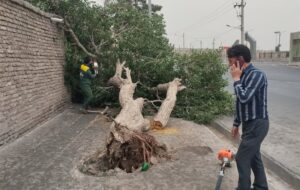 خسارت 20 میلیاردی طوفان در ‌بیرجند؛ سقوط 100 درخت