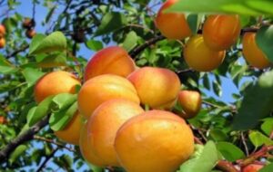 سرمای بی‌سابقه بهاره در شاهرود/ خسارت به 60 درصد باغات زردآلو