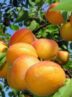 سرمای بی‌سابقه بهاره در شاهرود/ خسارت به 60 درصد باغات زردآلو