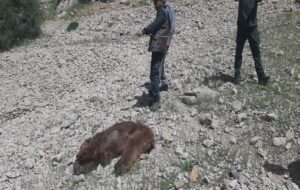 مرگ تلخ خرس ماده دردنا؛شکارچیان دوباره حیات‌وحش را نشانه رفتند+تصاویر