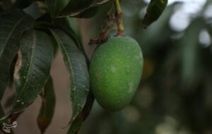 هرمزگان رتبه نخست کشور در تولید انبه