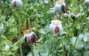 هشدار عادی‌سازی کشت گیاهان ممنوعه در لرستان