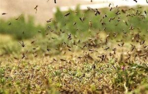 هشدار نسبت به گسترش لشکر ملخ‌ها در 6 شهرستان خراسان جنوبی