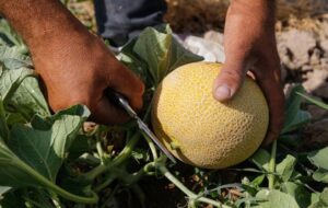 کشت 450 هکتار طالبی و شمام در بستک