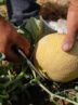 کشت 450 هکتار طالبی و شمام در بستک