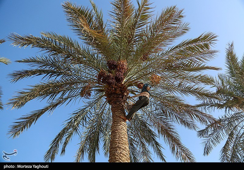 اخبار سراوان , اخبار بلوچستان , 