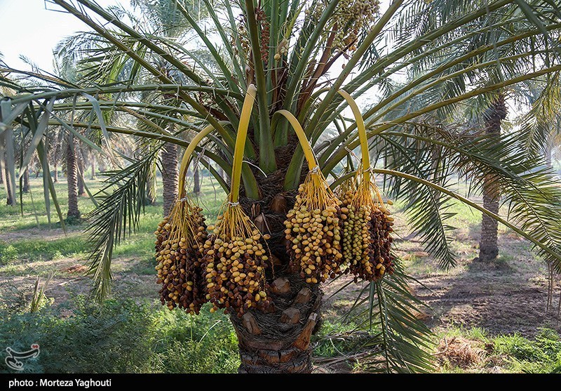اخبار سراوان , اخبار بلوچستان , 