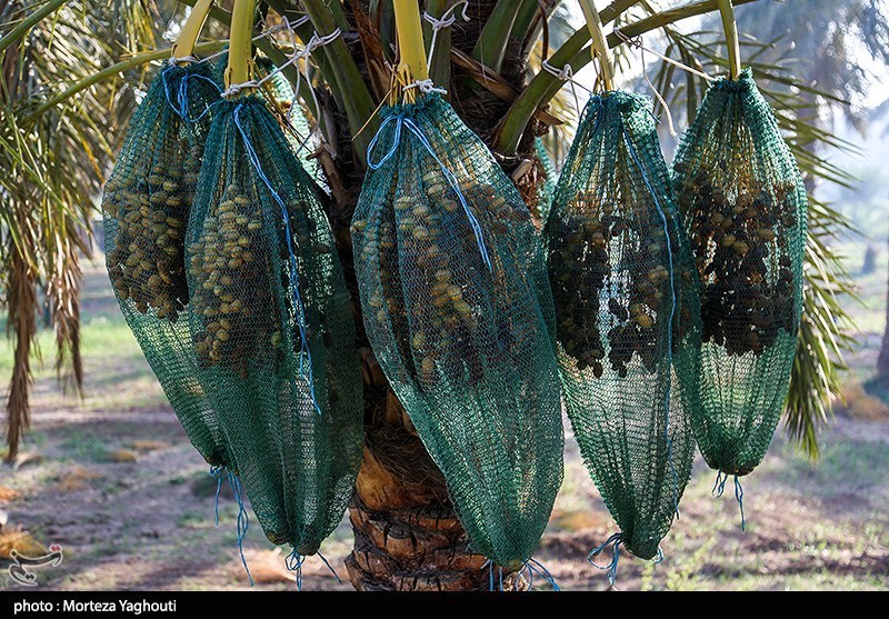 اخبار سراوان , اخبار بلوچستان , 