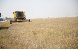 آغاز واریز پول گندم به حساب کشاورزان گلستانی