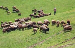 آیا واگذاری طرح‌های مرتعداری می‌تواند مانع مرگ تدریجی مراتع شود؟