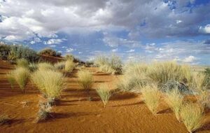 اجرای طرح بیابان‌زدایی در 1300 هکتار از اراضی اصفهان