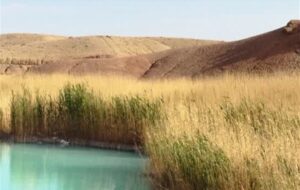 اما و اگرهای تالاب آب‌تلخه لاسجرد؛ خشکسالی پیشروی می‌کند