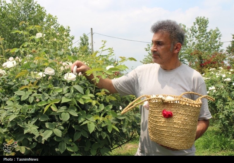 تولید گلاب مرغوبتر از قمصر کاشان در شمال با گلمحمدی سفید اخبار استان گیلان , نظام مسائل استان گیلان , تولید؛ دانش بنیان، اشتغال آفرین ,