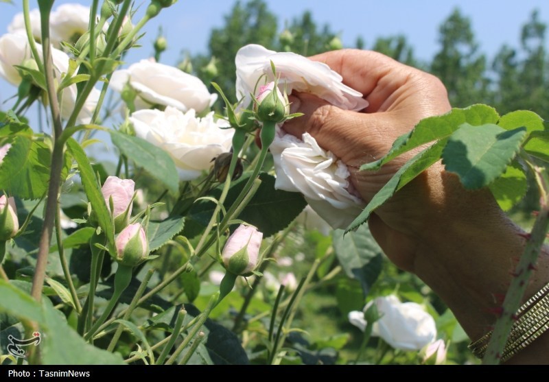 تولید گلاب مرغوبتر از قمصر کاشان در شمال با گلمحمدی سفید اخبار استان گیلان , نظام مسائل استان گیلان , تولید؛ دانش بنیان، اشتغال آفرین ,