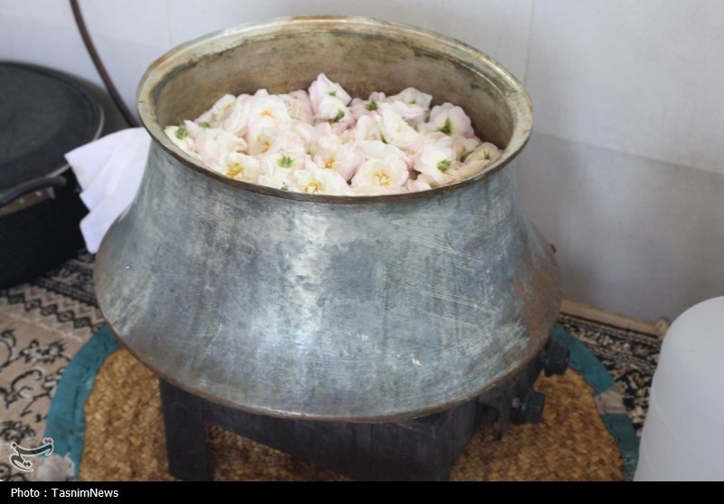 تولید گلاب مرغوبتر از قمصر کاشان در شمال با گلمحمدی سفید اخبار استان گیلان , نظام مسائل استان گیلان , تولید؛ دانش بنیان، اشتغال آفرین ,