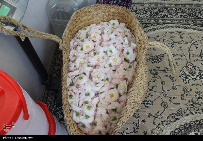 تولید گلاب مرغوبتر از قمصر کاشان در شمال با گلمحمدی سفید اخبار استان گیلان , نظام مسائل استان گیلان , تولید؛ دانش بنیان، اشتغال آفرین ,