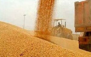 خرید 150 هزار تن گندم توسط تعاون روستایی گلستان