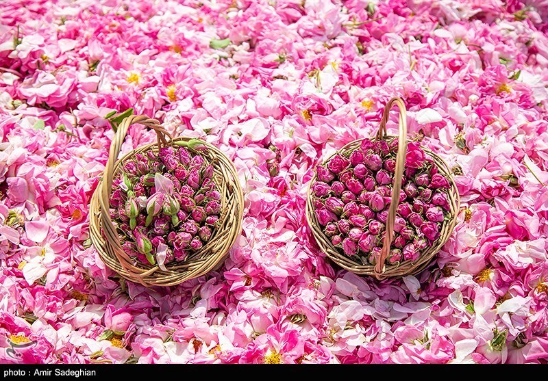 روایت تسنیم از بهار گل محمدی در شمال؛ عطر صبح در شیب سبز اخبار استان مازندران , اخبار ساری ,