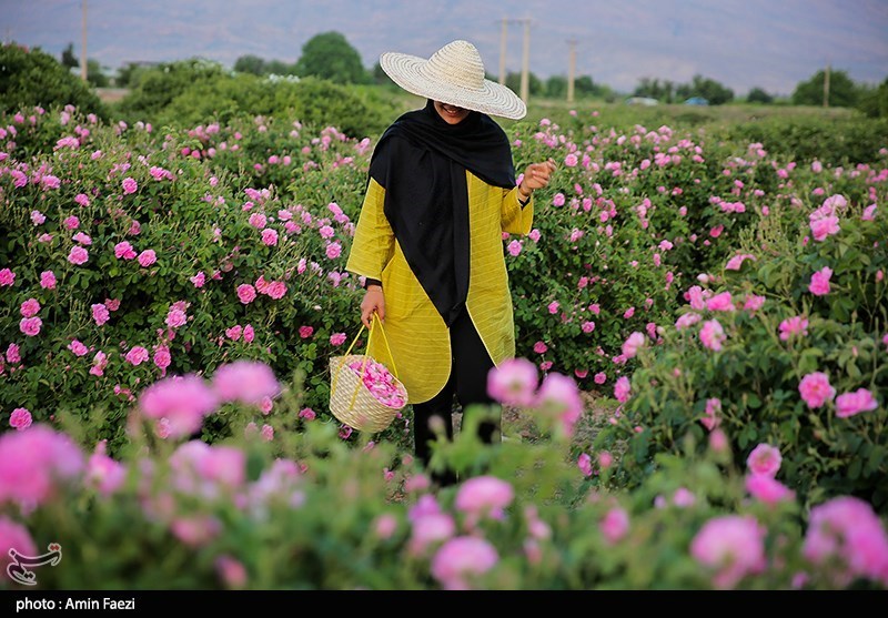 روایت تسنیم از بهار گل محمدی در شمال؛ عطر صبح در شیب سبز اخبار استان مازندران , اخبار ساری ,
