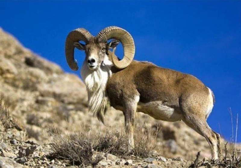 اخبار استان گلستان , 