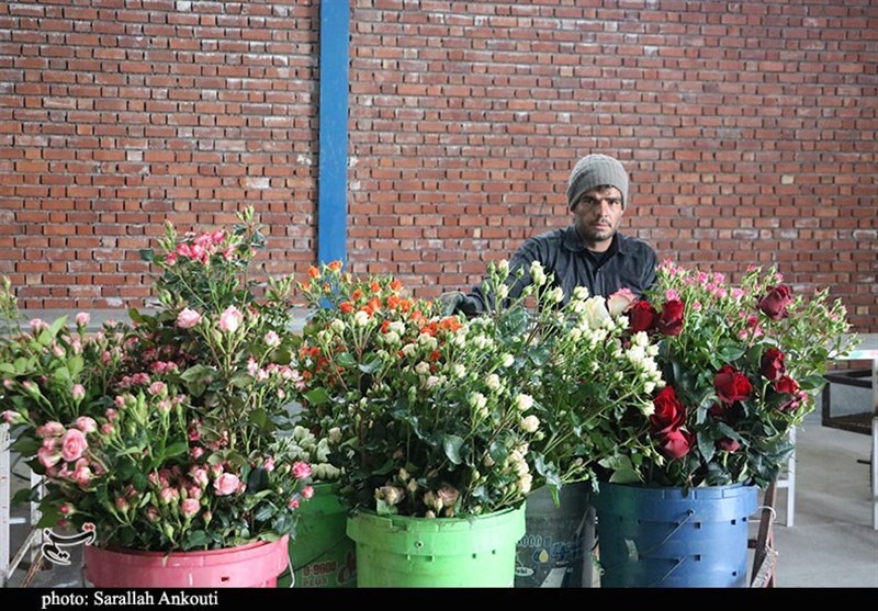 چهارمحال و بختیاری در آستانه جهش تولید و صادرات گل و گیاهان زینتی اخبار استان چهارمحال و بختیاری , کشاورزی , اخبار شهرکرد , اخبار بروجن ,