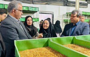 کسب‌وکاری متفاوت زنان در سیستان؛ ‌میل‌ورم اقتصاد را تکان داد