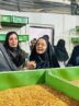 کسب‌وکاری متفاوت زنان در سیستان؛ ‌میل‌ورم اقتصاد را تکان داد