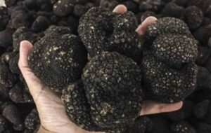 کشف 225 کیلوگرم قارچ ترافل قاچاق در شاهرود