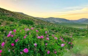گل محمدی؛ فرصت طلایی کشاورزی در چهارمحال و بختیاری